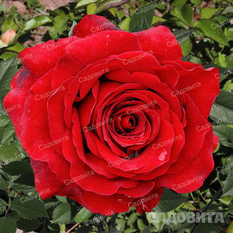 Роза чайно-гибридная Гладиатор Садовита