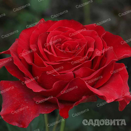 Роза чайно-гибридная Гладиатор Садовита