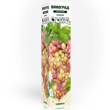 Виноград Хамелеон сверхранний Садовита