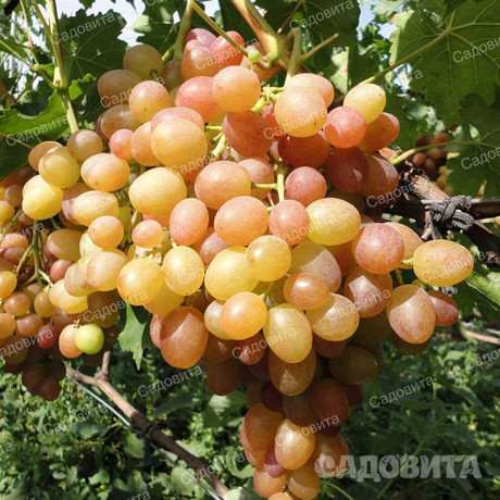 Виноград Хамелеон сверхранний Садовита