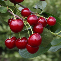 Вишня Памяти Вавилова Садовита