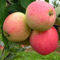 Яблоня Мечта (семенной подвой) Садовита