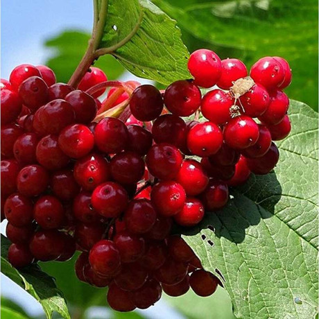 Калина Красная гроздь Садовита