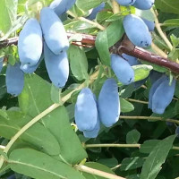 Жимолость Нижегородская сладкая Садовита