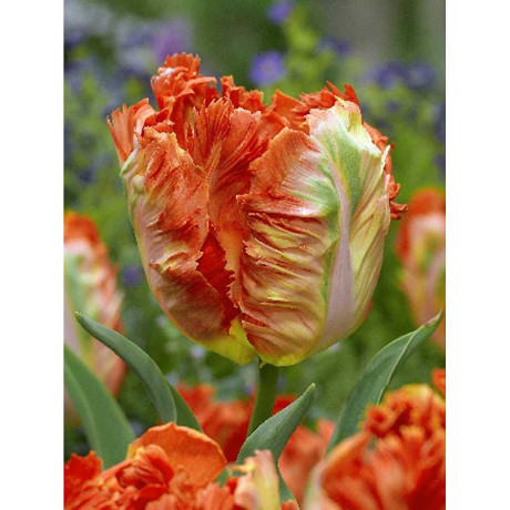 Тюльпан Пэррот Кинг 11/12 2 шт