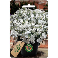 Лобелия Долли Вайт  Биотехника Ц