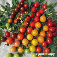 Семена Томат Черри (смесь) Русский Огород