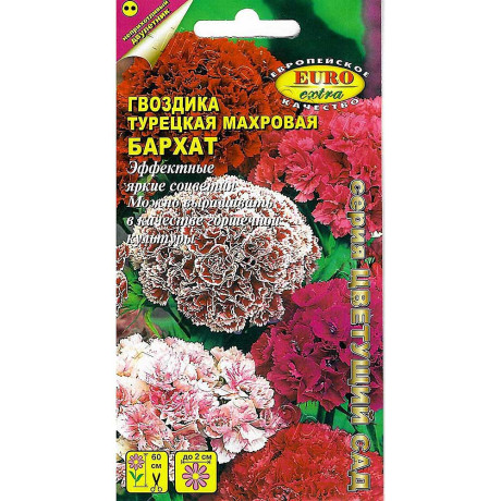 Гвоздика турецкая Бархат Аэлита Ц