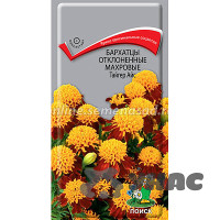 Бархатцы Тайгер Айс отклонен махр Поиск Ц