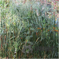 Вико-овсяная смесь (30/70) 0,5 кг Зеленый уголок (20)