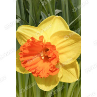 Нарцисс Пимпернел 12/14 5 шт Садовита