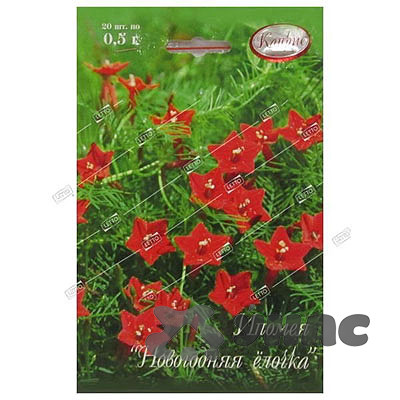 К Ипомея Новогодняя ёлочка (Германия) Каприс