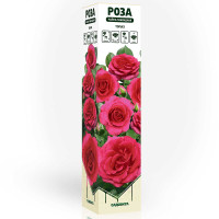 Роза чайно-гибридная Топаз Садовита