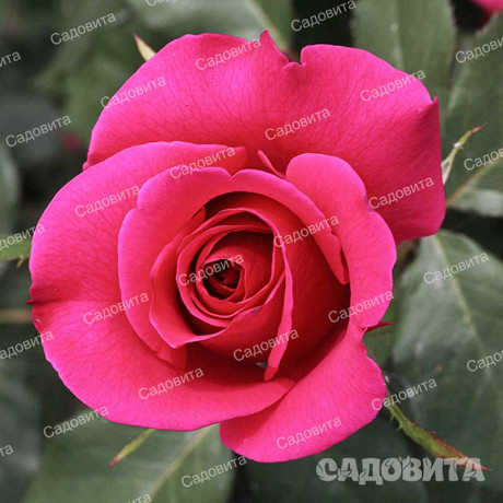 Роза чайно-гибридная Топаз Садовита