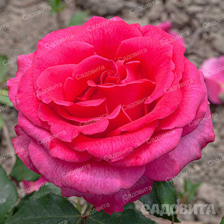 Роза чайно-гибридная Топаз Садовита