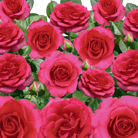 Роза чайно-гибридная Топаз Садовита