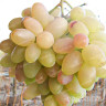 Виноград Верона ранний Садовита