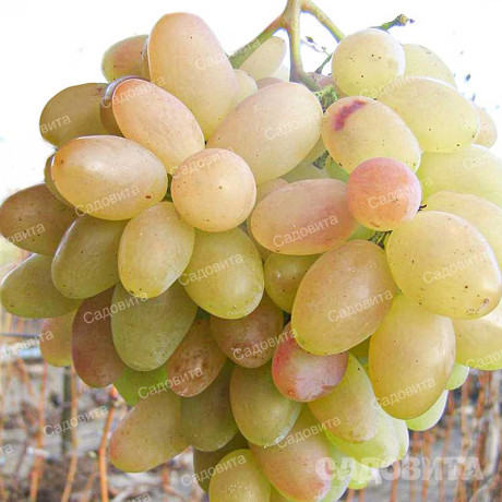 Виноград Верона ранний Садовита