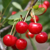 Вишня Кентская Садовита