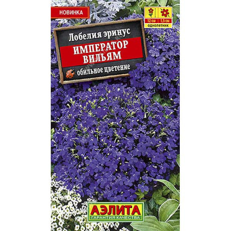 Лобелия Император Вильям Аэлита Ц