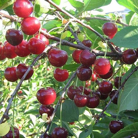 Вишня Апухтинская Садовита