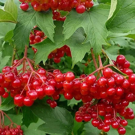 Калина Красный коралл Садовита