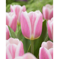Тюльпан Мэндиз Чоис 12/+ 2 шт