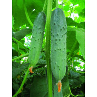 Огурец Весенний Каприз Седек Ц