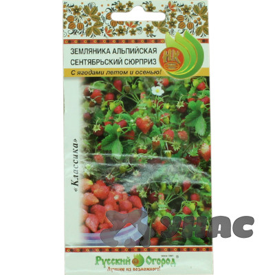 Земляника Сентябрьский сюрприз НК Ц