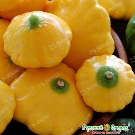 Патиссон НЛО оранжевый НК Ц