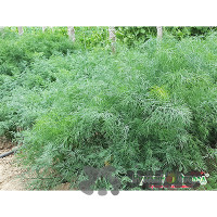 Укроп Кустовое чудо НК Ц