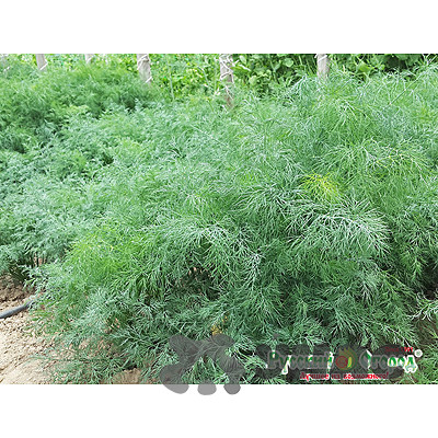 Укроп Кустовое чудо НК Ц