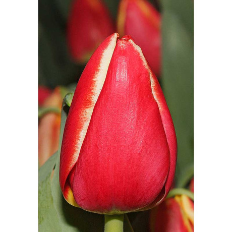 Тюльпан Элегант Краун 11/12 7 шт Садовита