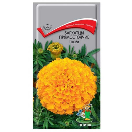 Бархатцы Гавайи прямост Поиск Ц
