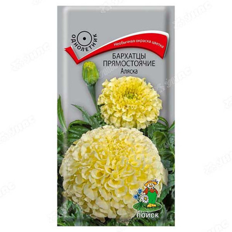 Бархатцы Аляска Поиск Ц