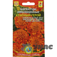 Бархатцы Красный герой Плазма Ц