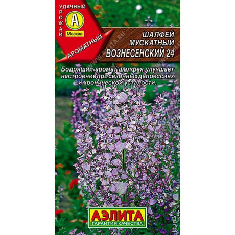 Шалфей Вознесенский мускатн. Аэлита Ц x10
