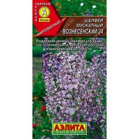 Шалфей Вознесенский мускатн. Аэлита Ц x10