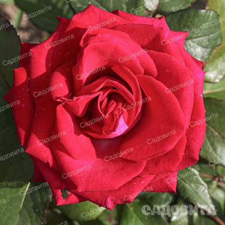 Роза чайно-гибридная Экскалибур Садовита