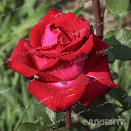 Роза чайно-гибридная Экскалибур Садовита