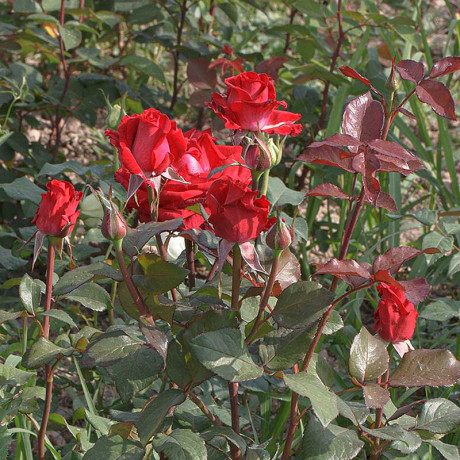 Роза чайно-гибридная Экскалибур Садовита