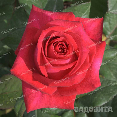 Роза чайно-гибридная Экскалибур Садовита