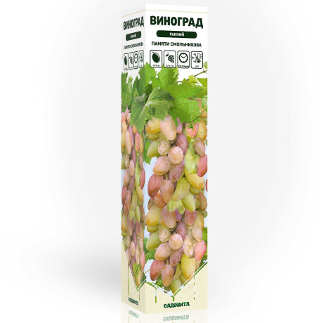 Виноград Памяти Смольникова ранний Садовита