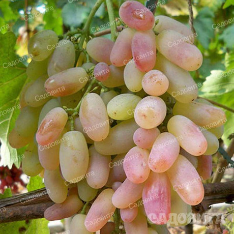 Виноград Памяти Смольникова ранний Садовита
