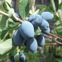 Жимолость Берель Садовита