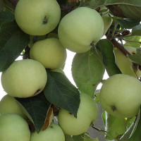 Яблоня Папировка (семенной подвой) Садовита