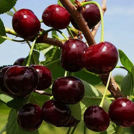 Вишня Ровесница Садовита