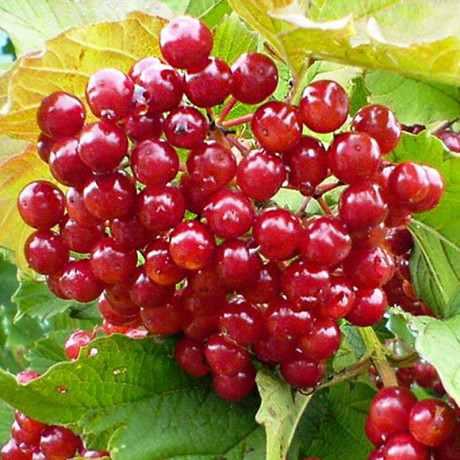 Калина Ульгень Садовита