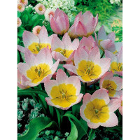 Тюльпан Лилак Уандер 6/8 5 шт