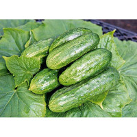 Огурец Темп F1 500шт Семко